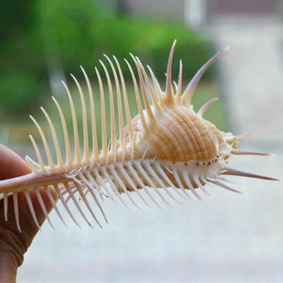 1PCS natürliche Murex Pecten Shell Fossilien Conch Coral Sea Snail Mineralien sammeln Geschenk