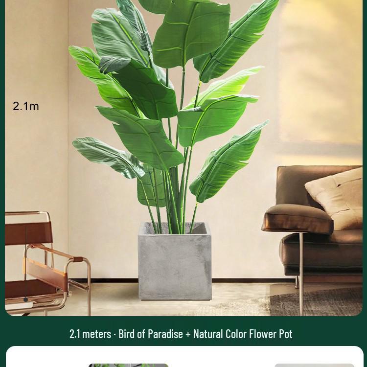 High-End Indoor Bird of Paradise Decor: Luxury Potted Traveler's Palm