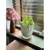 Lazy Hydroponic Flower Pot Automatic Water-Absorbing Flowerpot Transparent Double Layer Plastic Self Watering Planter Office