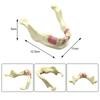 Modèle Dentaire Implant Pratique Dents Modèle Pédagogique Mâchoire Inférieure Entraînement Outil de Démonstration Éducative Modèle de Simulation d'Os de la Mâchoire Inférieure