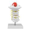 1:1 Human Cervical Vertebra Arteria Spine Spinal Nerves Anatomical Model Anatomy for Science Laboratory