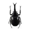 BACALYSO Nirvana Scale Sumatran Gideon Refrigerator Magnetic Realistic Adult Plastic Model Finished Ornament 1/1 Figure, Ornament, Magnet, Insect,