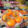 Sugarello Mandarin Fake Artificial Fruit Imitation Photo 5 Pieces Oranges, Mandarins, Models, Objects, Figurines, Ornaments, Props,