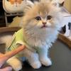 Cat Clothes Cute Summer Avocado Outfit Dress Up For Persian Cat Siamese Kitten Platinum Gradual Layer Cat Change Accessories