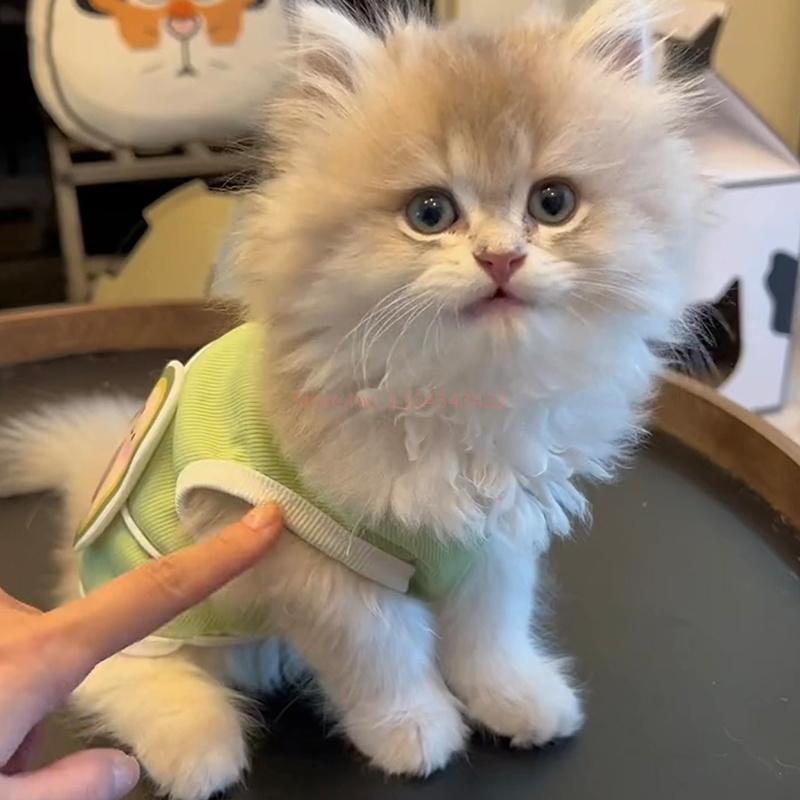 Cat Clothes Cute Summer Avocado Outfit Dress Up For Persian Cat Siamese Kitten Platinum Gradual Layer Cat Change Accessories