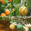 Spherical Hanging Fruit Fly Bait for Outdoor Orchards, Yellow Sticky Bait, Pack of 10, Suitable for Home Gardens, Farms, Fruit Trees and Gnats.