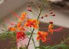 SAFLAX Mexican Bird Of Paradise - 10 Seeds - Caesalpinia Pulcherrima