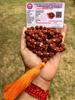 LAB CERTIFIED 108+1 Bead Indian Origin Rudraksha Mala 5 Mukhi 5 Faces Lord Shivas Rosary Jaap Mala Yoga Prayer Healing Meditation 8mm Approx