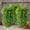 Plastic Artificial Hanging Monstera Vine UV Resistant Trailing Greenery Vine  Balcony