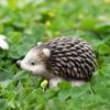 Mini Hedgehog Resin Figurine Miniature Animal Figures Cake Topper Decoration Tiny Hedgehog Ornaments for DIY Fairy Garden Moss Landscape Home Decor
