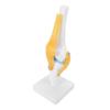 Anatomical Shape Knee Bone Model PVC Functional Knee Ligament Model  Doctor Consultation