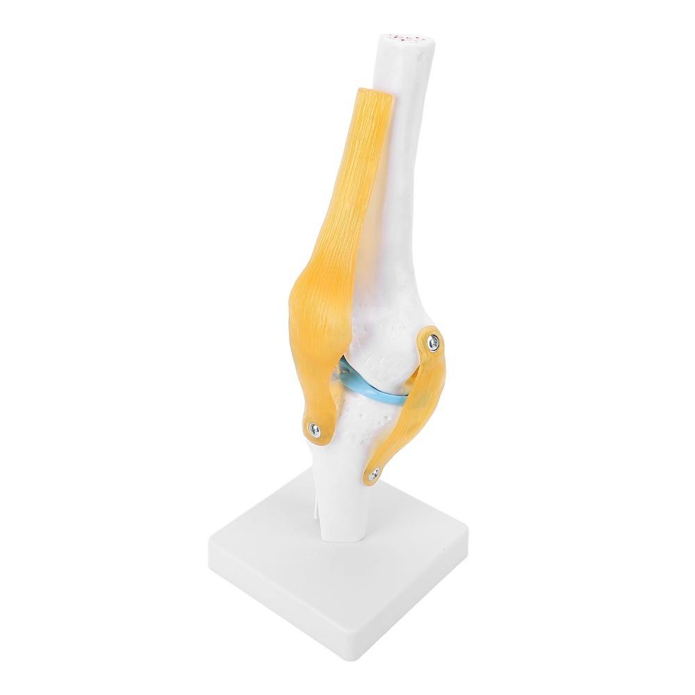 Anatomical Shape Knee Bone Model PVC Functional Knee Ligament Model Doctor Consultation
