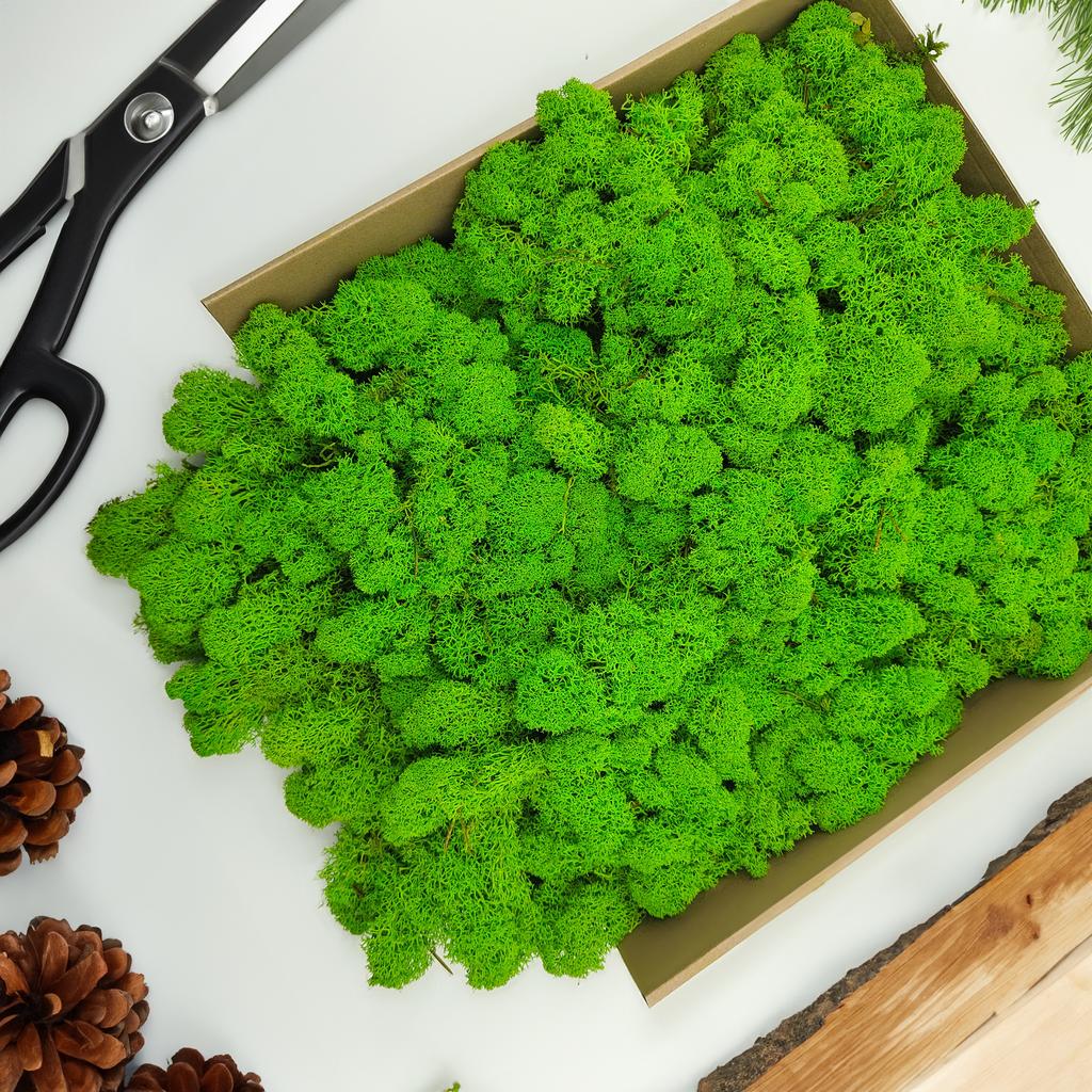 Reindeer Moss - Finnish - Cleaned - Light Green - 250g Net