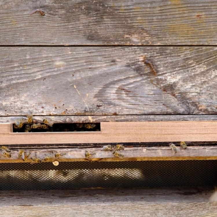 Bees Hives Entrance Reducer Beekeeping Tool Ventilation Control Safety Accessory Wooden Bees Supplies Maintain Warmth 12pcs