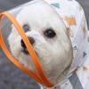 Waterproof Four-legged Rain Coat Full-coverage Cat Rainproof Pet Clothes  Puppy