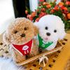 New baby children's sports teddy dog doll plush toy teddy dog doll birthday gift