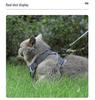 Maine Coon Anti-Escape Breathable Mesh Cat Harness & Leash - No Choke Design for Outdoor Adventures