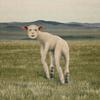 THORNAPPLE - EP [Animal]