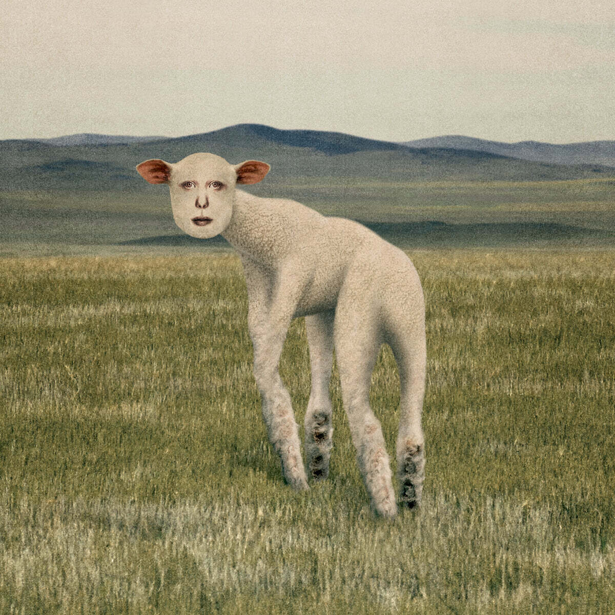 THORNAPPLE - EP [Animal]
