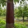 Outdoor Tree Protection Trunk Protector, Squirrel Rodent Baffle Barrier, Bark Texture Wrap with Adhesive for from Raccoon Iguana Guard Trees