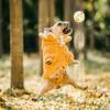 ETPU Indestructible Dog Ball, Heavy Duty Chew Ball for Aggressive Chewers, 6.5cm & 7.5cm High Bounce Fetch Toy