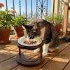 Anti Slip Elevated Cat Water Bowl High Foot Cat Feeding Station Ceramic Cat Bowl  Wet Dry Food