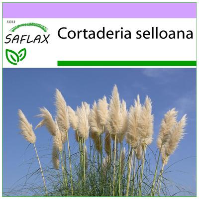 Erba della Pampa Americana - 200 semi - Cortaderia selloana