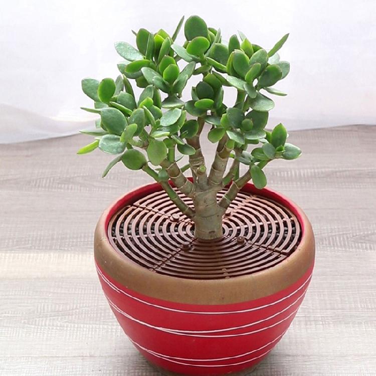 Adjustable Protective Cover for Garden Patio Plants Gardening Supplies Anti Slip