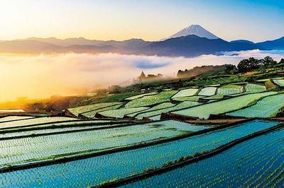 APPLEONE Jigsaw Puzzle 1000-914: Mount Fuji and Terraced Rice Fields At Sunrise - Yamanashi Prefecture - 1000 Pieces, 75 X 50 Cm, Made In Japan, Japan