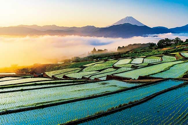 APPLEONE Jigsaw Puzzle 1000-914: Mount Fuji and Terraced Rice Fields at Sunrise - Yamanashi Prefecture - 1000 pieces, 75 x 50 cm, Made in Japan, Japan
