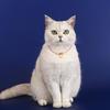 Vintage Cats Pendant Collar for Small Cats Decorative Necklace Collar for Birthday Party Dog Collar Pet Chinese Necklace