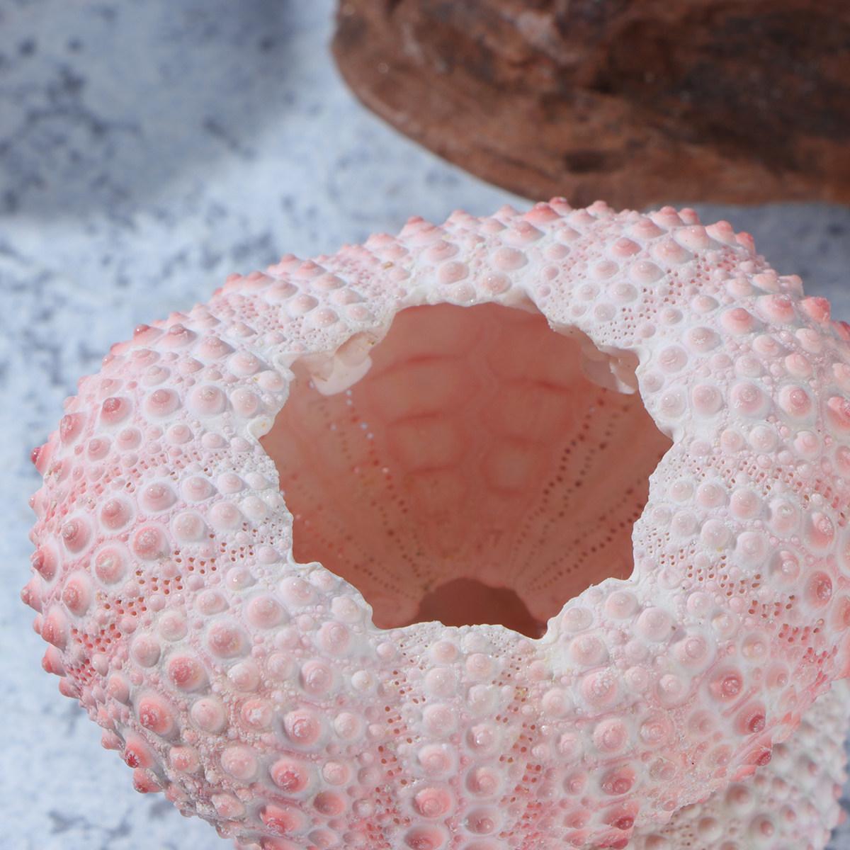 6Pcs Natural Sea Urchin Shells 3-4Cm Unique Tillandsia Holders Air Plant Pot for DIY Succulent Decor Sea Urchin Shells 4.5X4X2CM