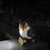 Zonne Tuinbeelden Vogel Tuindecoraties Lichten voor Buiten Tuindecoraties Buiten Vogelcadeaus voor Vrouwen Moeder