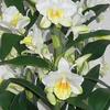 Artificial Orchid Design Photocatalyst Interior Flower Phalaenopsis/Western "Traditional Style/Blue Pot" (Air Purifier) (Dendrobium-S3 Stem/White