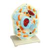 Cell Anatomy Model Nucleus Animal Cell Model Biology Science Model Biology Learning Aid for Classroom Display