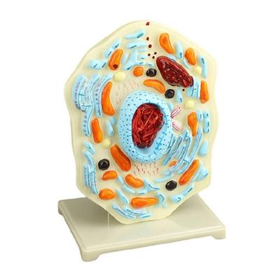 Modèle d'Anatomie Cellulaire Noyau Modèle de Cellule Animale Modèle de Science Biologique Aide à l'Apprentissage de la Biologie pour Affichage en Classe