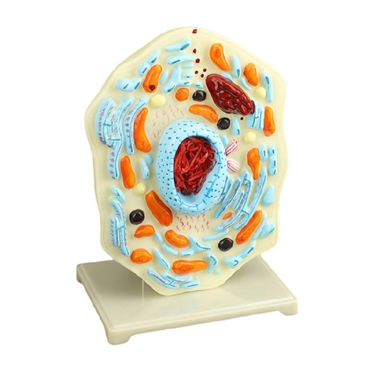 Cell Anatomy Model Nucleus Animal Cell Model Biology Science Model Biology Learning Aid for Classroom Display 1