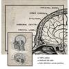 Vintage Human Head And Brain Anatomy Poster Neuroscience Human Anatomy Painting Doctors Office Wall Art Decor Canvas Art Prints