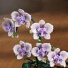 MJI 13115 Blocks - Orchid Flower, 619 Pieces - Decorative Orchid Model