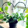 1PCS  Heart-Shaped Plant Support Stake - Ideal for Garden, Balcony, and Flower Planting