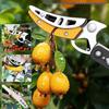 Telescopic Fruit Picker & Pruning Tool Set
