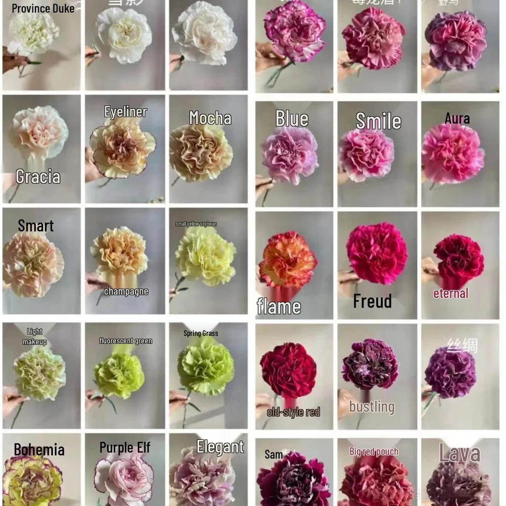 Carnation Fresh Cut Flowers for Teacher's Day, Women's Day, Family Arrangements, and Goddess Day Gifts.