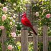 Outdoor Fence Bird Set Iron 5 Piece, Red Bird Figurines for Garden Railings, Flower Rows, Fence Lines and Yard Edges