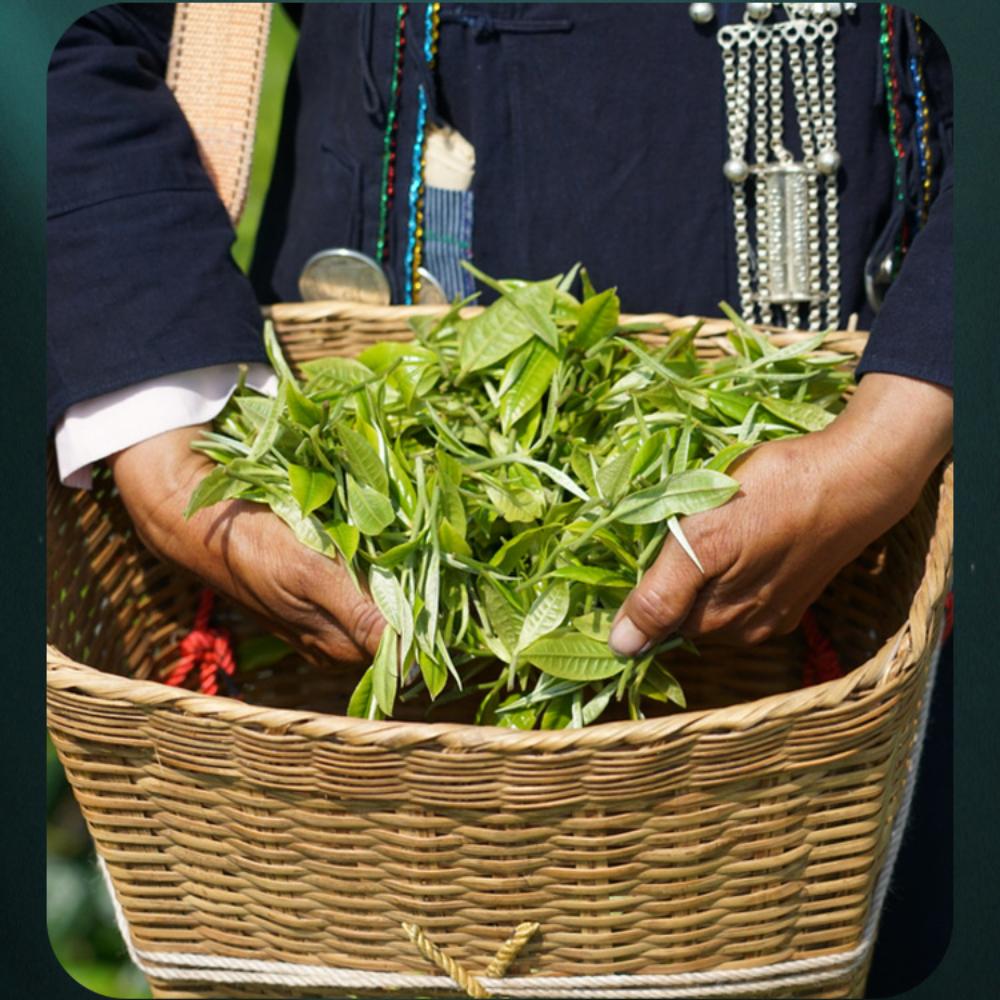 Yunnan Pu'er Tea Envelhecido Ecológico Maduro Chá Tijolo 500g Zodíaco Edição Limitada