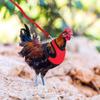 Adjustable Chicken Harness Leash Comfortable and Breathable Small Size Hen Pet Vest for Chicken Duck Goose Training Walking-60