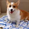 Pet Winter Blanket Super Soft Elephant Pattern Cozy Coral Fleece Cartoon Style Washable Dog Puppy Cat Throw Cage Sleeping Blanket