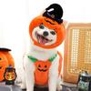 Party Pet Costume Halloween Theme Soft Durable Polyester Outfit Adjustment For Dogs Cats Celebration
