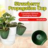 Propagation Cup Kit Featuring Food Grade Plastic and Runner Forks Ideal for Strawberry Runners and Seedling Cultivation