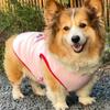 Breathable Dog Vest Strawberry Pattern Cooling Vest Cute Dog Tank Top  Daily Wear