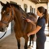Horse Sweat Scraper Lightweight Serrated Horse Scraper Shedding Blade Rust-Resistant Equine Grooming Easy To Clean For Stable